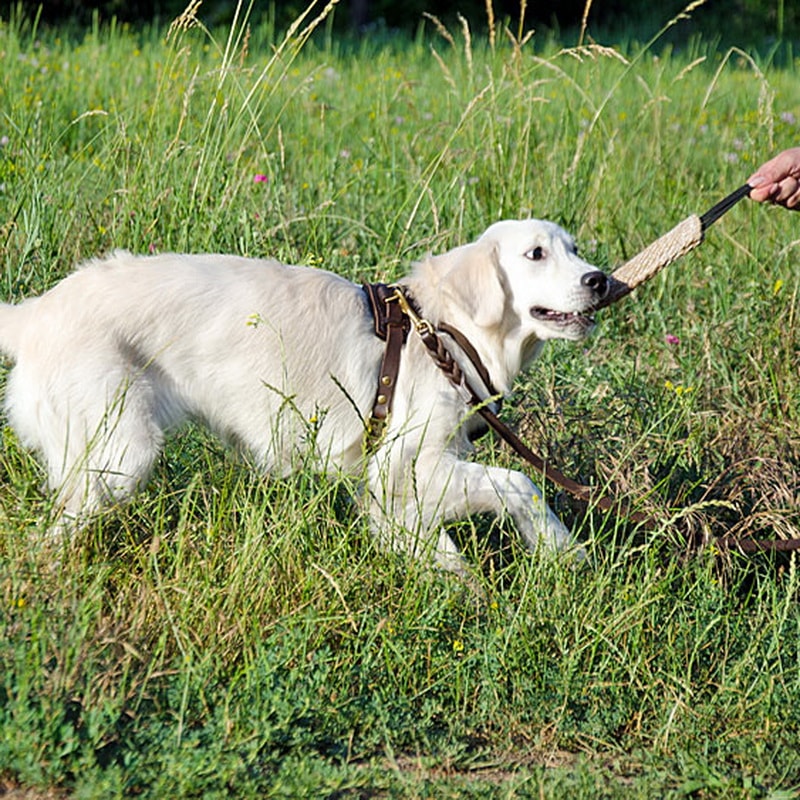Маленькая кусалка «Motivation in Dog Training» для голден ретривера